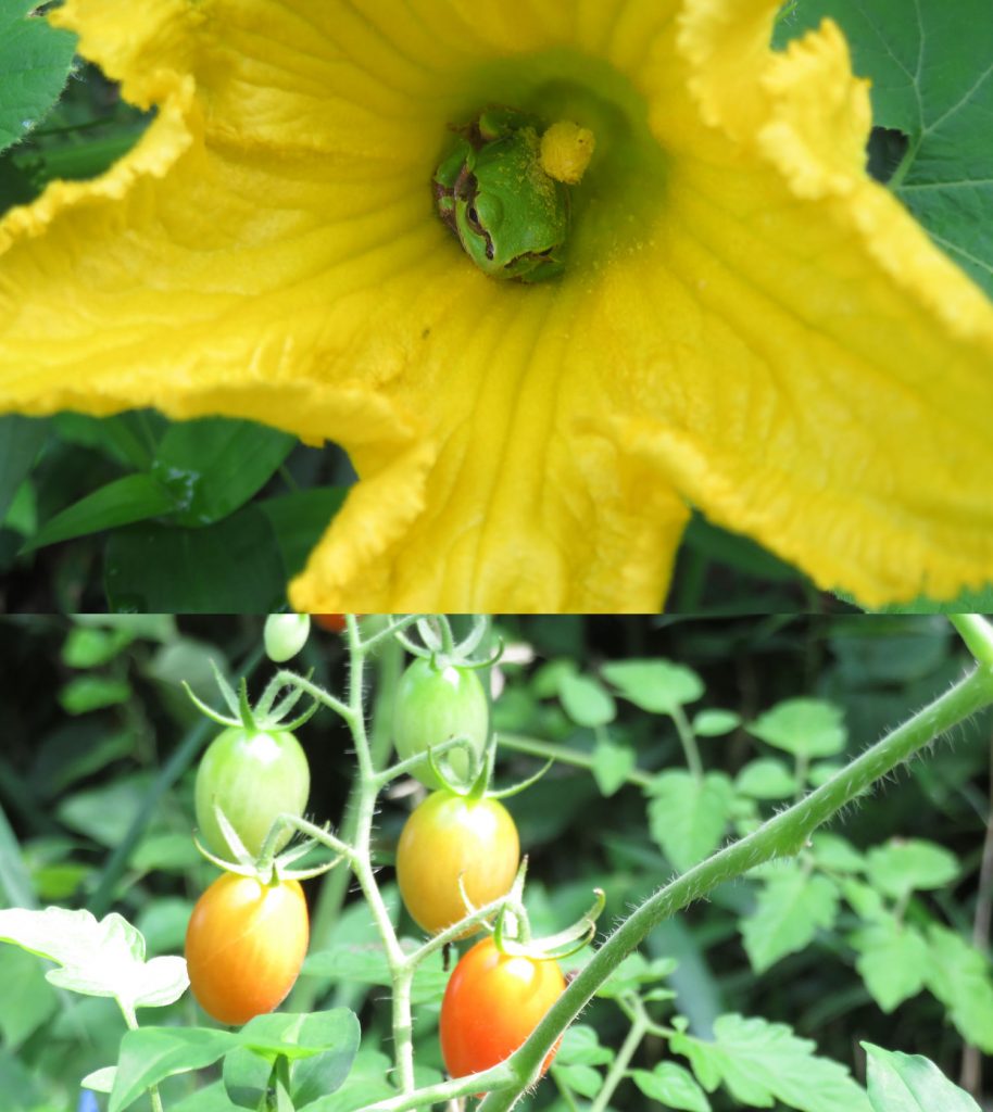 カボチャの花